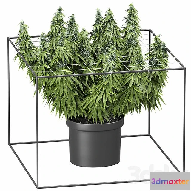 1557161 - FLOWER PACK 251С Cannabis 3D Max