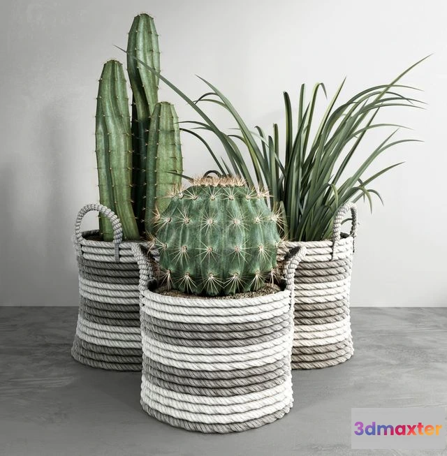 1558057 - Cactus set 3D Max
