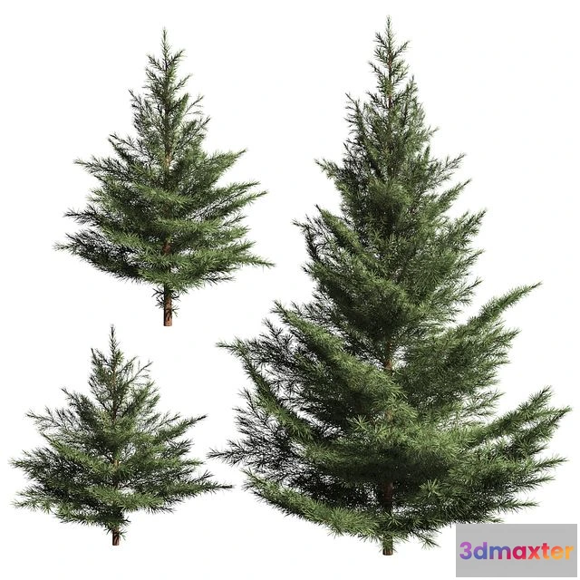 1558127 - Collection of firs. 3 3D Max