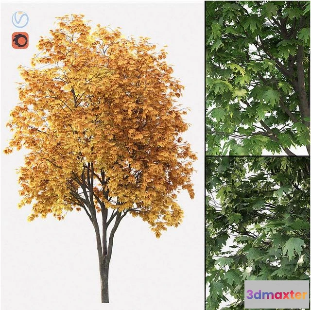 1558639 - Acer 003 3D Max