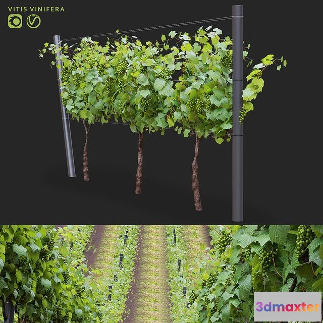 1558815 - Grapes cultivated Vitis vinifera 3D Max