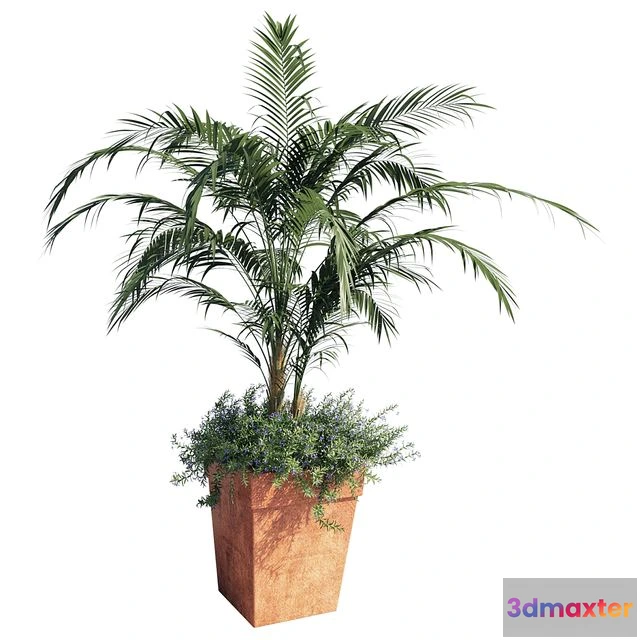 1559511 - Kentia palm 3D Max
