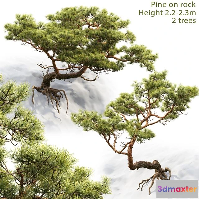 1560280 - Pine on rock 3D Max