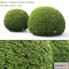 1560356 - Buxus 3D Max