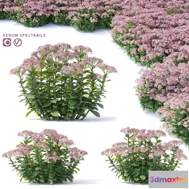 1560767 - Sedum prominent Flowers 3D Max