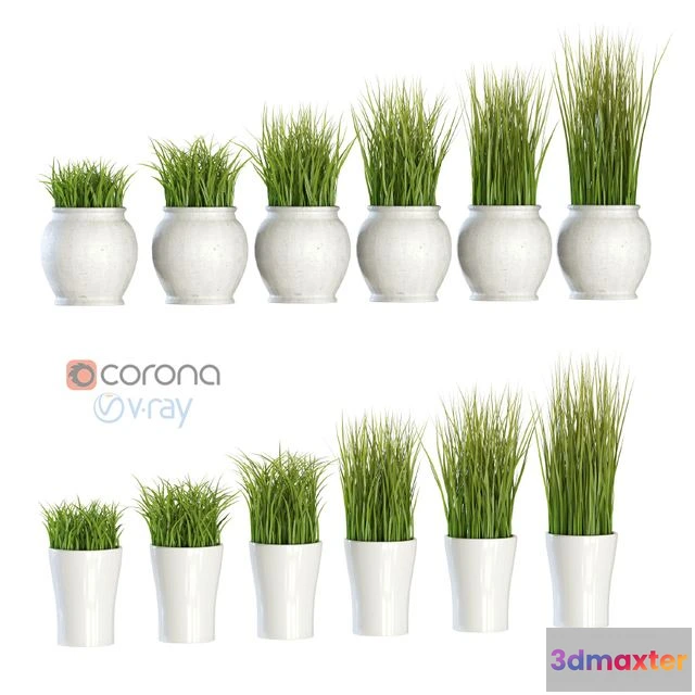 1561320 - Grass in pots 3D Max