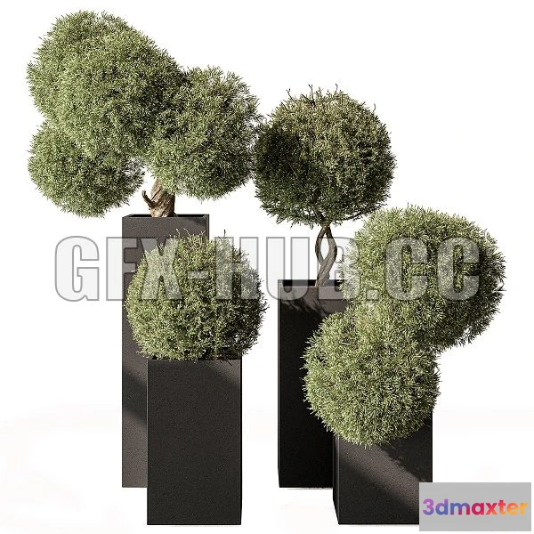 1561812 - Topiary Plant in Box Outdoor Plants 445 3D Max