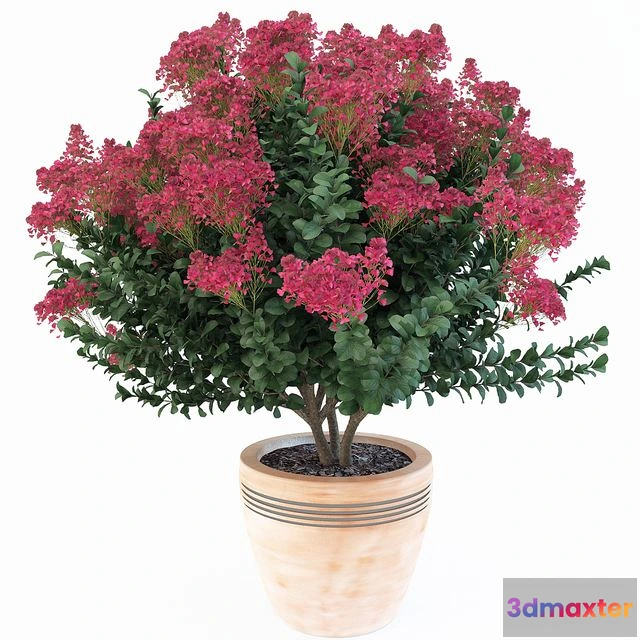 1562185 - Lagerstroemia indica 3D Max