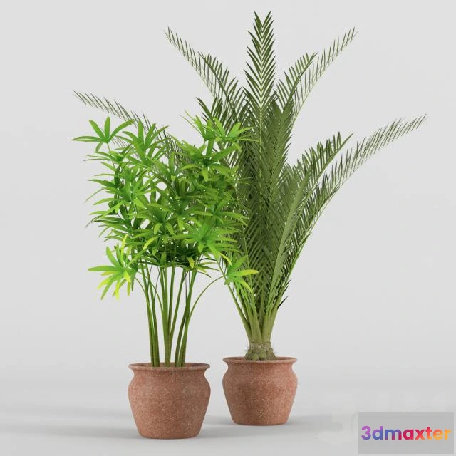 1562747 - 2 plant in pot 3D Max