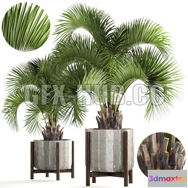 1564403 - Collection of plants 165 3D Max