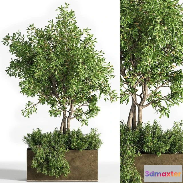 1564694 - Outdoor plants tree 13 3D Max