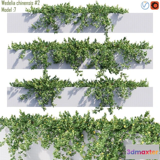 1565066 - Wedelia Chinensis 2 3D Max