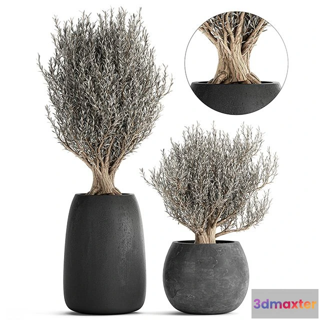 1568324 - Olive trees in black outdoor pots Set 809 3D Max