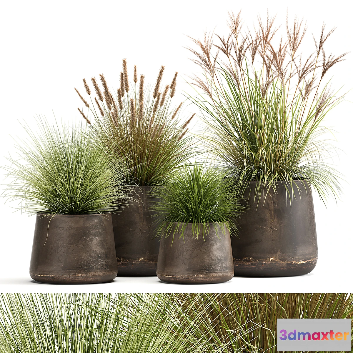 542935 - Collection of plants and bushes in rusty metal pots Reeds grass weinik. Set 988.