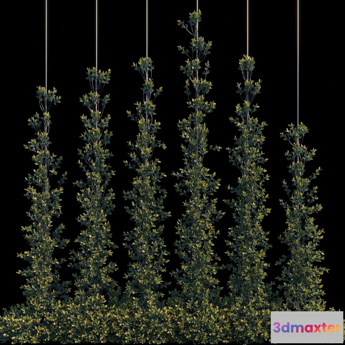 572214 - Pyracantha Firethorn vertical cordon