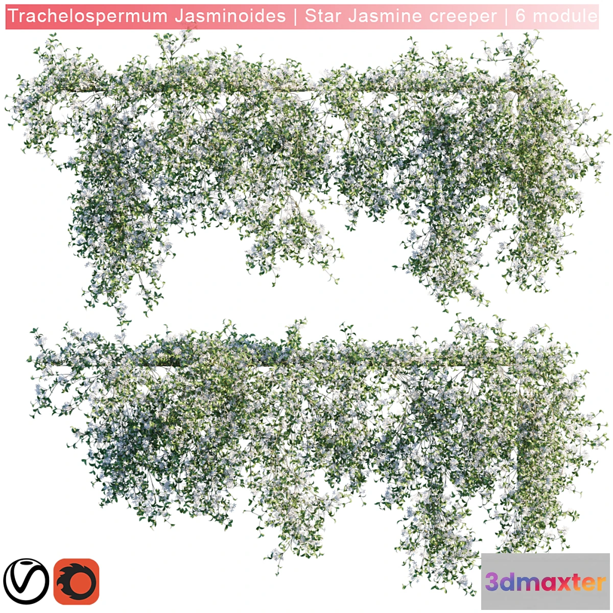 572220 - Trachelospermum Jasminoides  Star Jasmine creeper  6 module