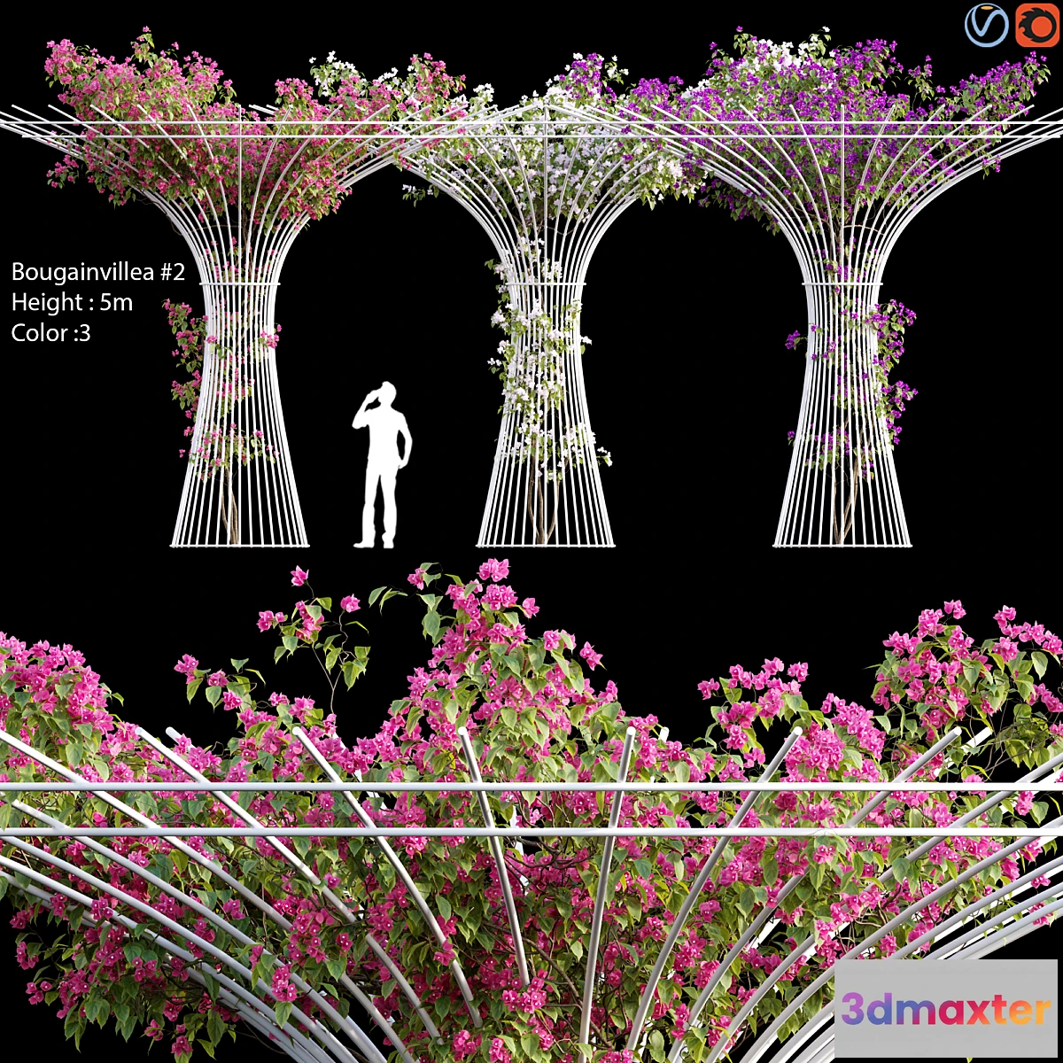 573312 - Bougainvillea _ vines # 1