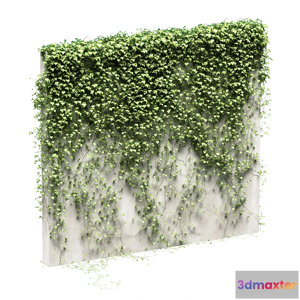 573326 - Ivy for the fence v3