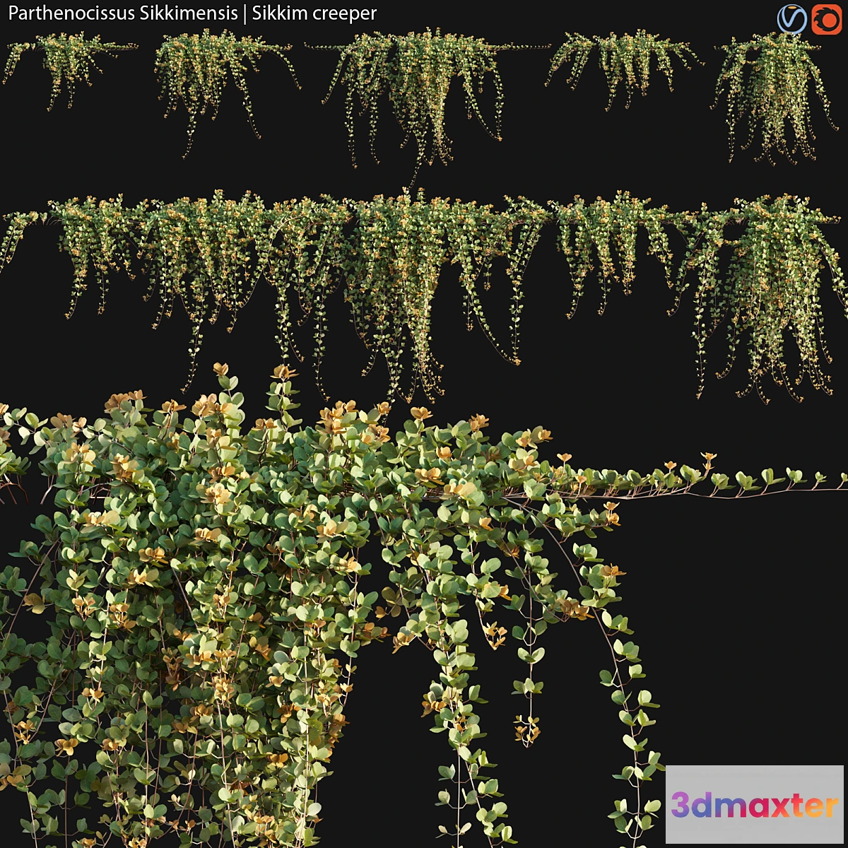 573342 - Parthenocissus Sikkimensis - Sikkim creeper - 02