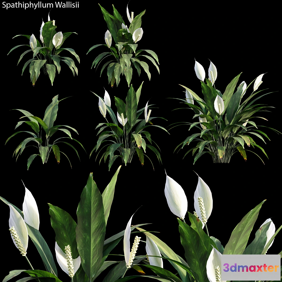 573346 - Spathiphyllum Wallisii 01