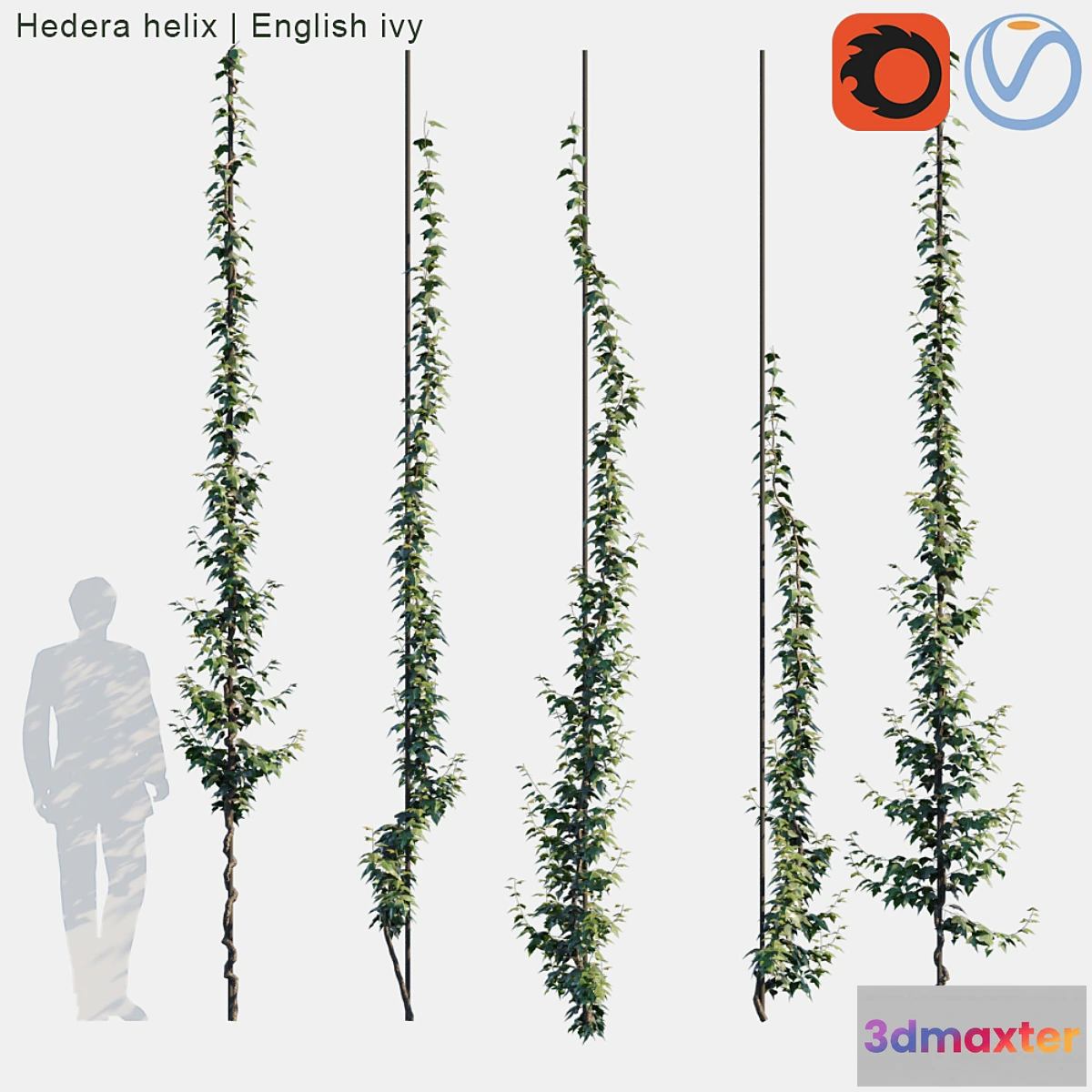 573354 - Hedera helix  English ivy vertical cordon