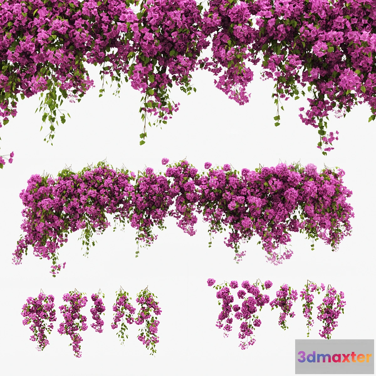 573362 - Bougainvillea climber