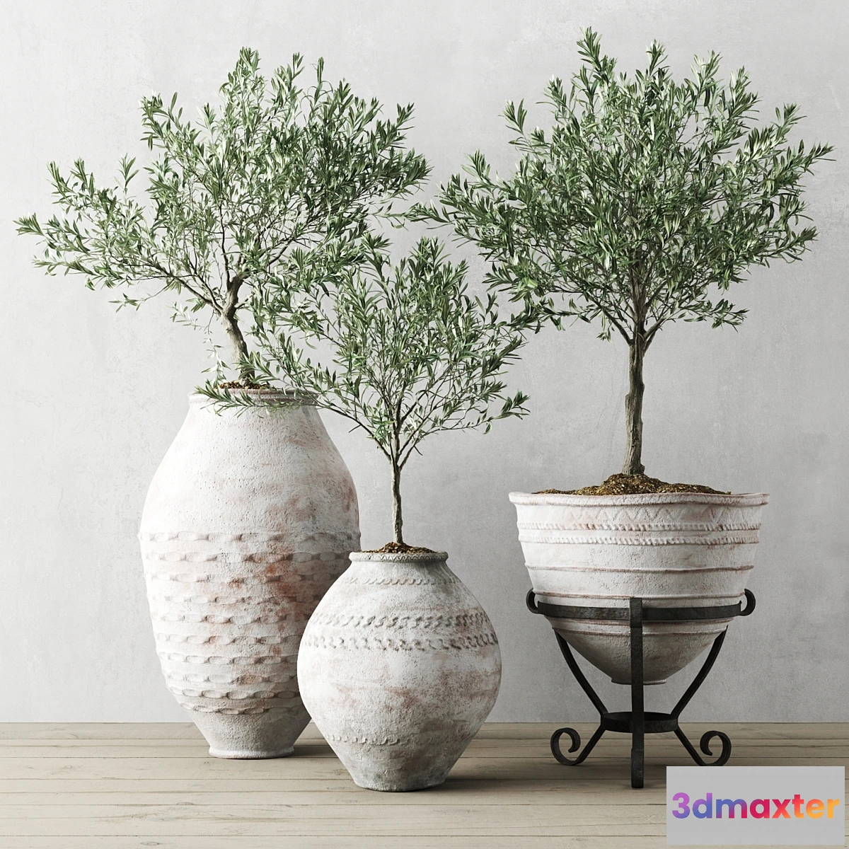 573386 - Olive European In Antique Vessels