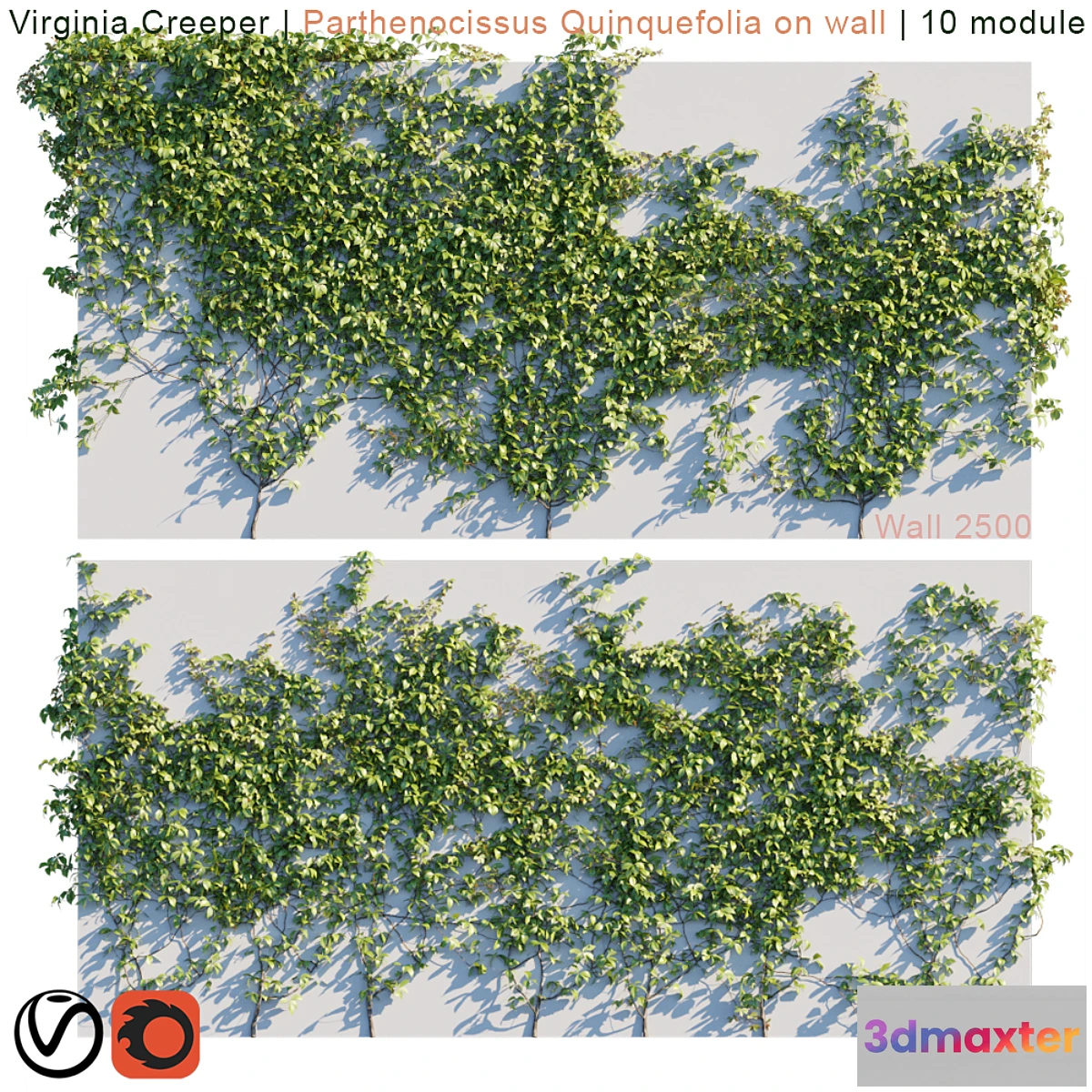 573390 - Virginia Creeper  Parthenocissus Quinquefolia on wall