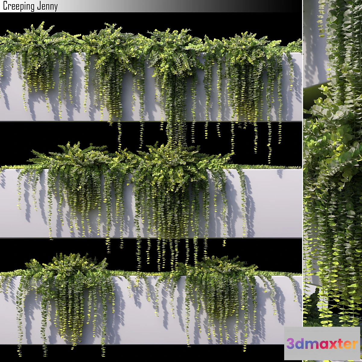 573402 - Creeping jenny