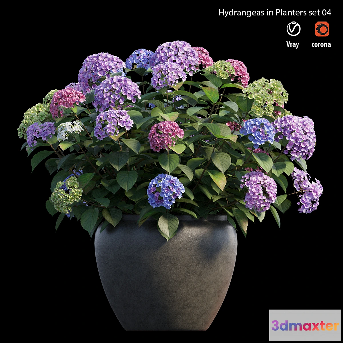 573420 - Hydrangea in planters set 04