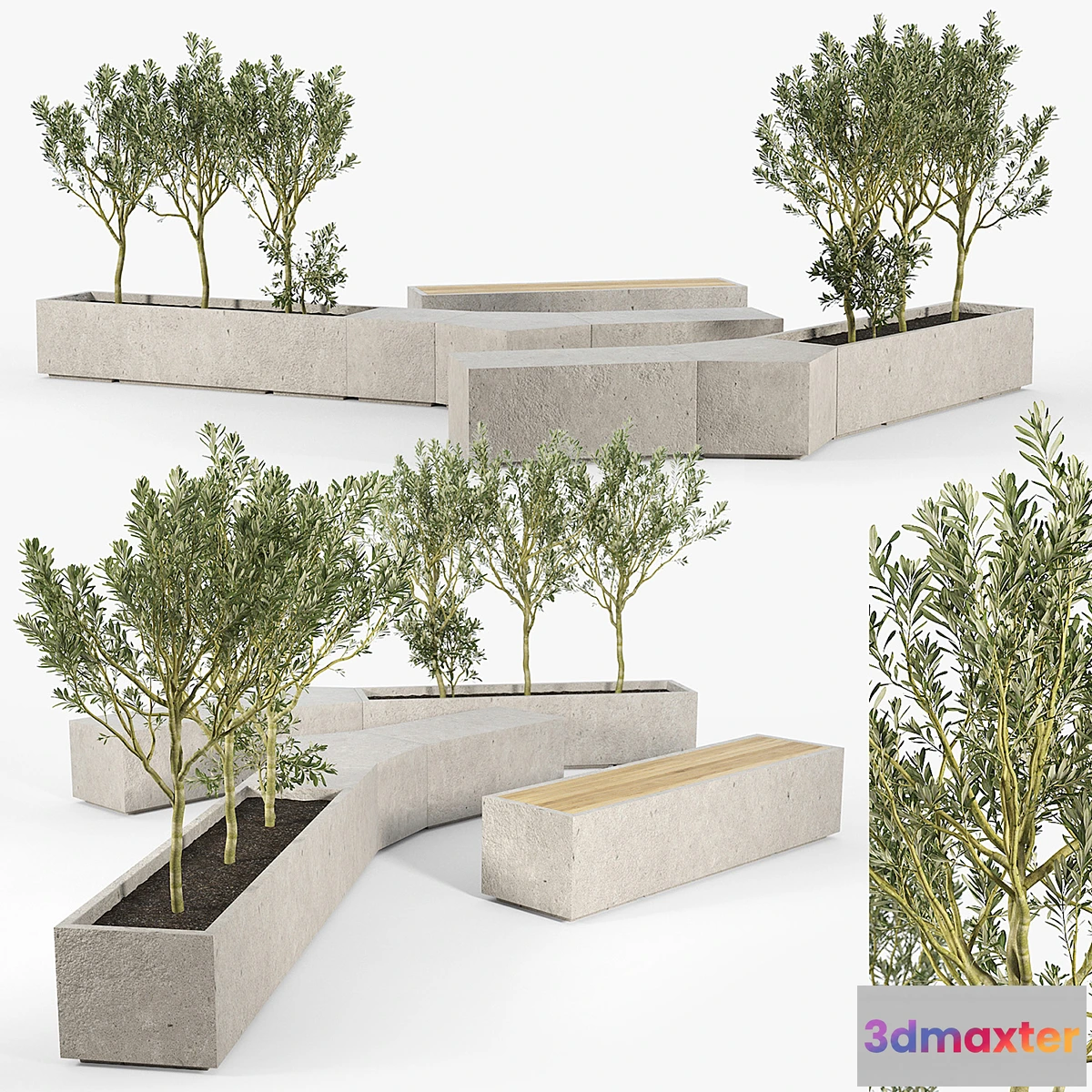 573482 - BOX PLANTER Olea europaea 02