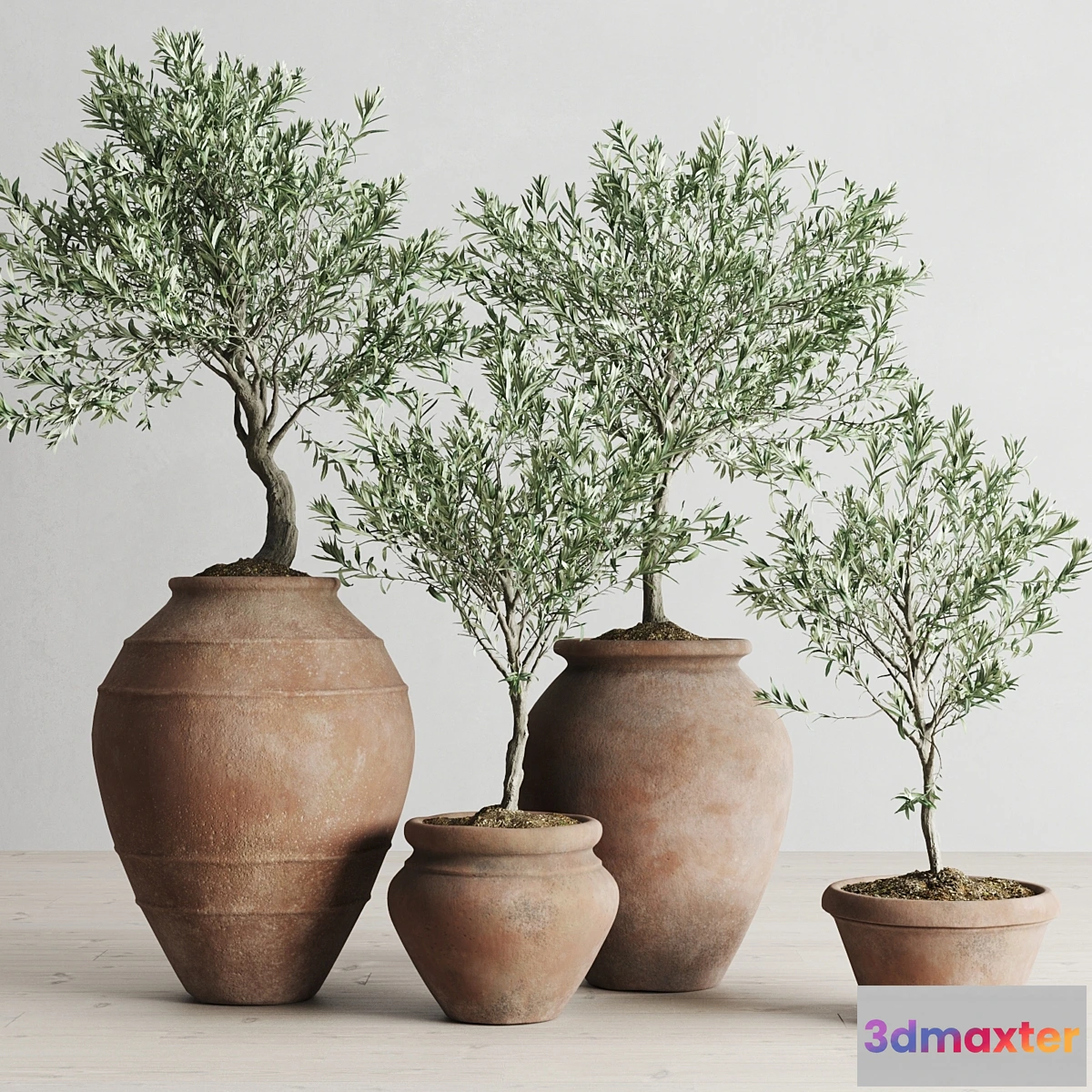 573506 - Olive European In Antique Clay Vessels