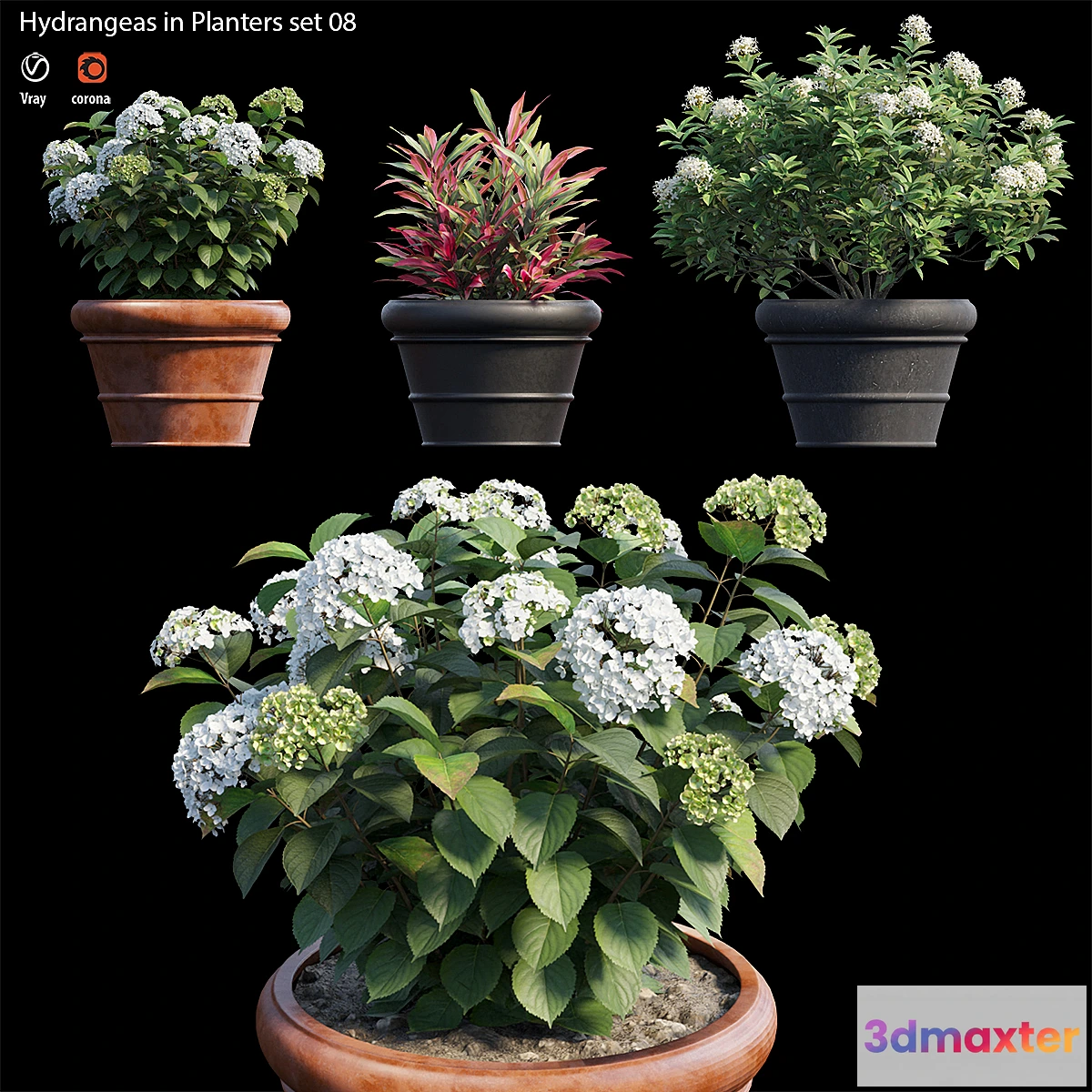 573518 - Hydrangea in planters set 08
