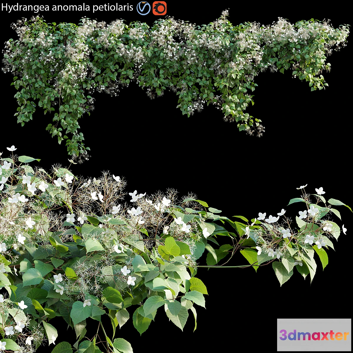 573540 - Hydrangea anomala petiolaris - Climbing Hydrangea 01