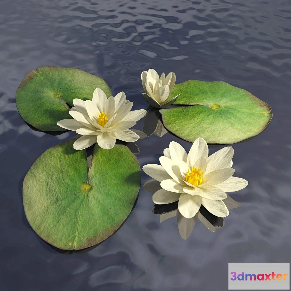 582536 - Water lily - No.3