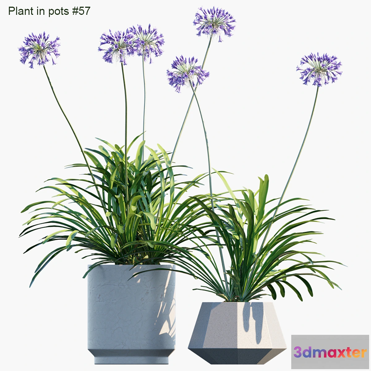 592646 - Plant in pots # 57 Agapanthus