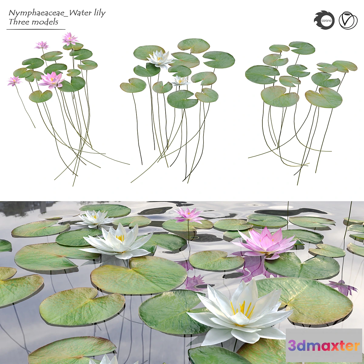 618013 - Nymphaeaceae Water Lily