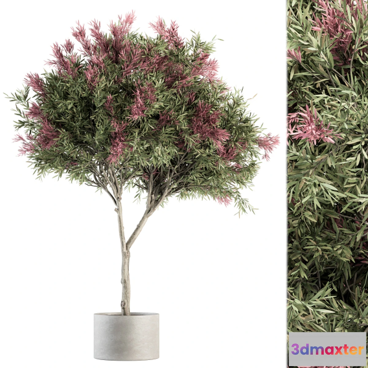 618029 - Outdoor Plant Set 265 - Crape Myrtle in Pot