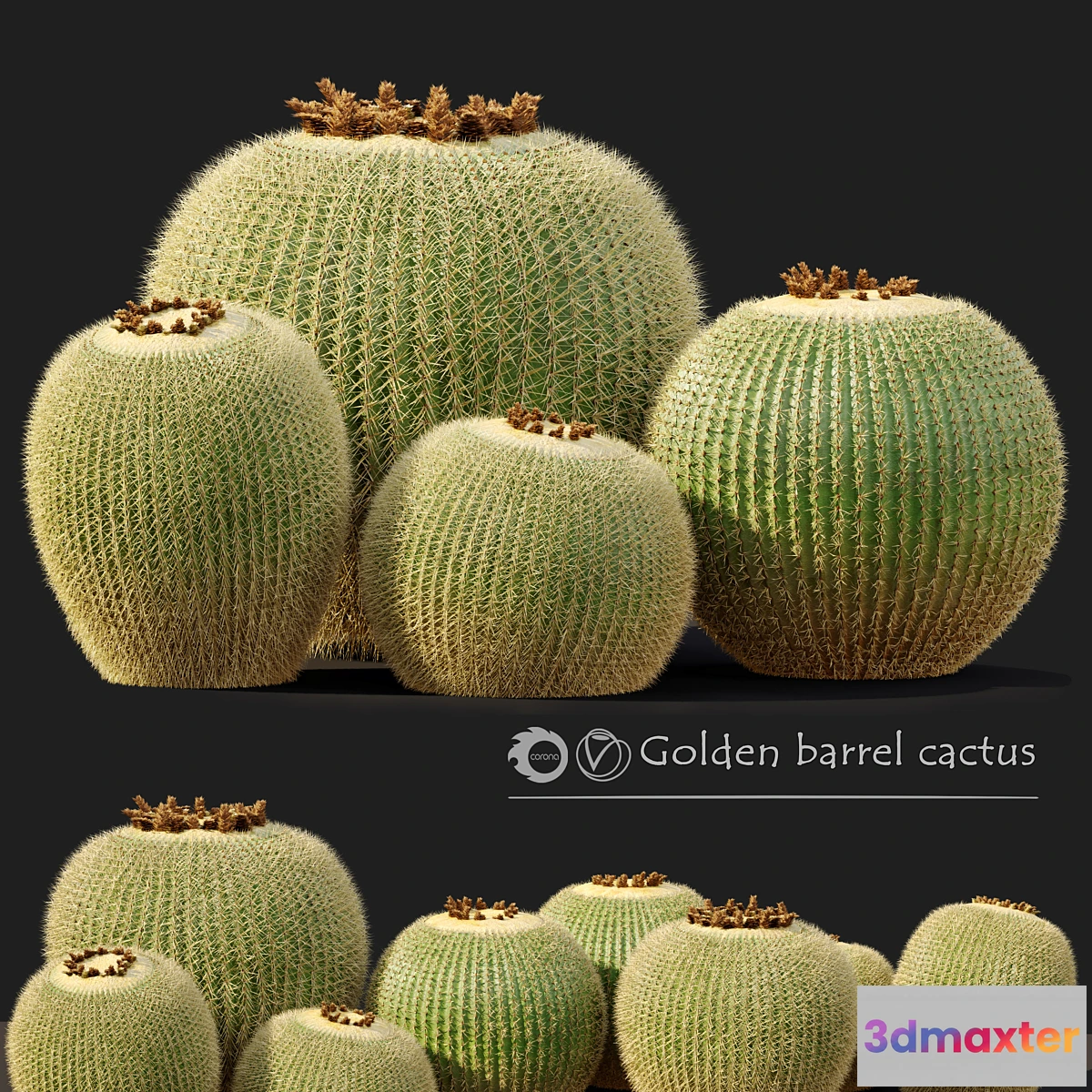 618053 - Golden barrel cactus_2