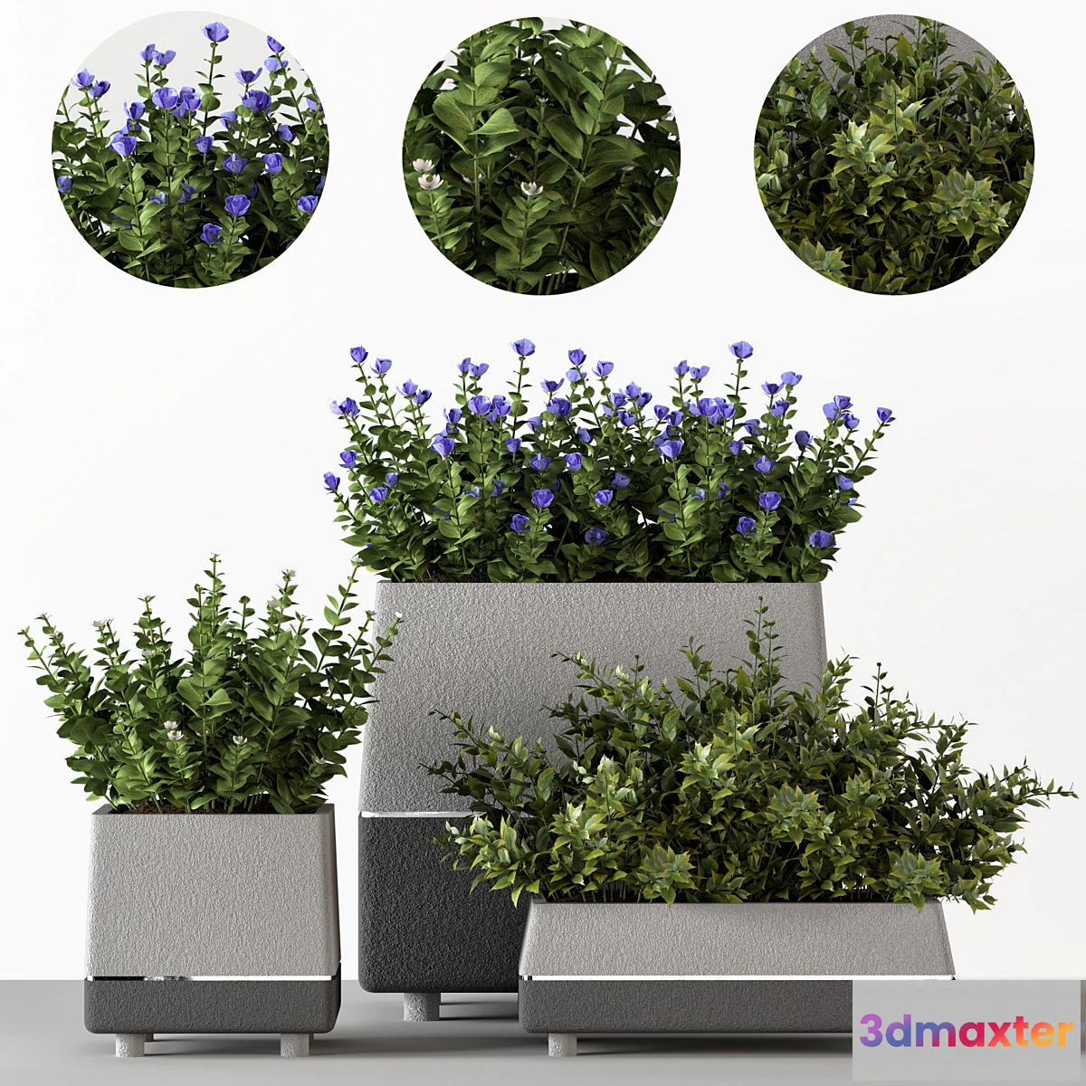 618087 - Outdoor-bushes in concrete pots