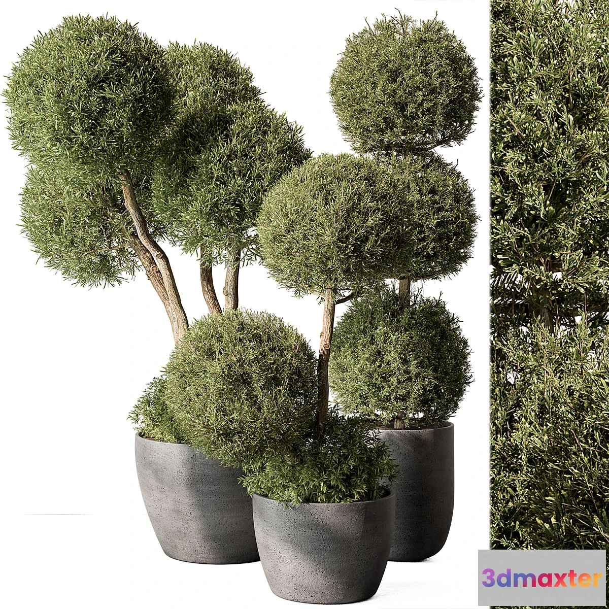 618129 - Outdoor Plant Set 414 - Topiary Ball Plant in Pot (Vray)