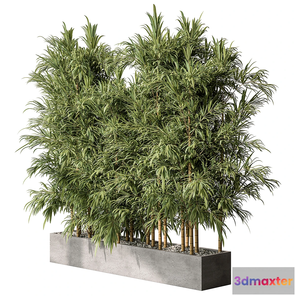 618169 - Bamboo Plants - Outdoor Plants 469