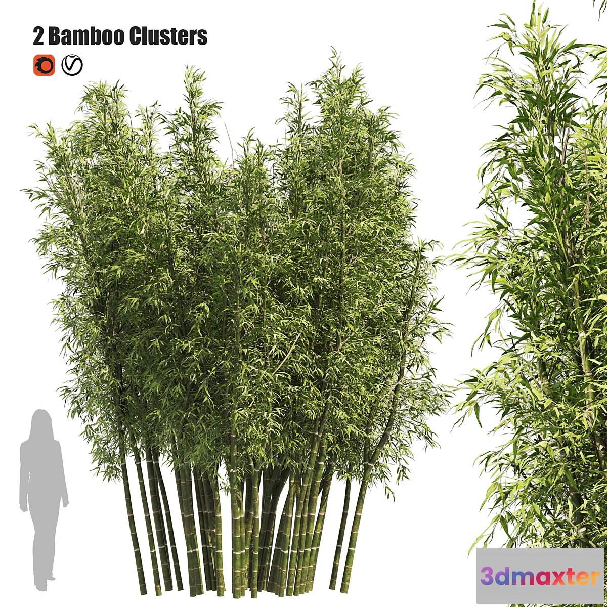 618225 - 2 Bamboo Clusters