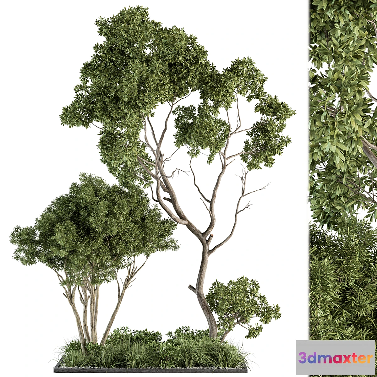 618231 - Garden Set Broadleaf Tree - Outdoor Plants Set 360