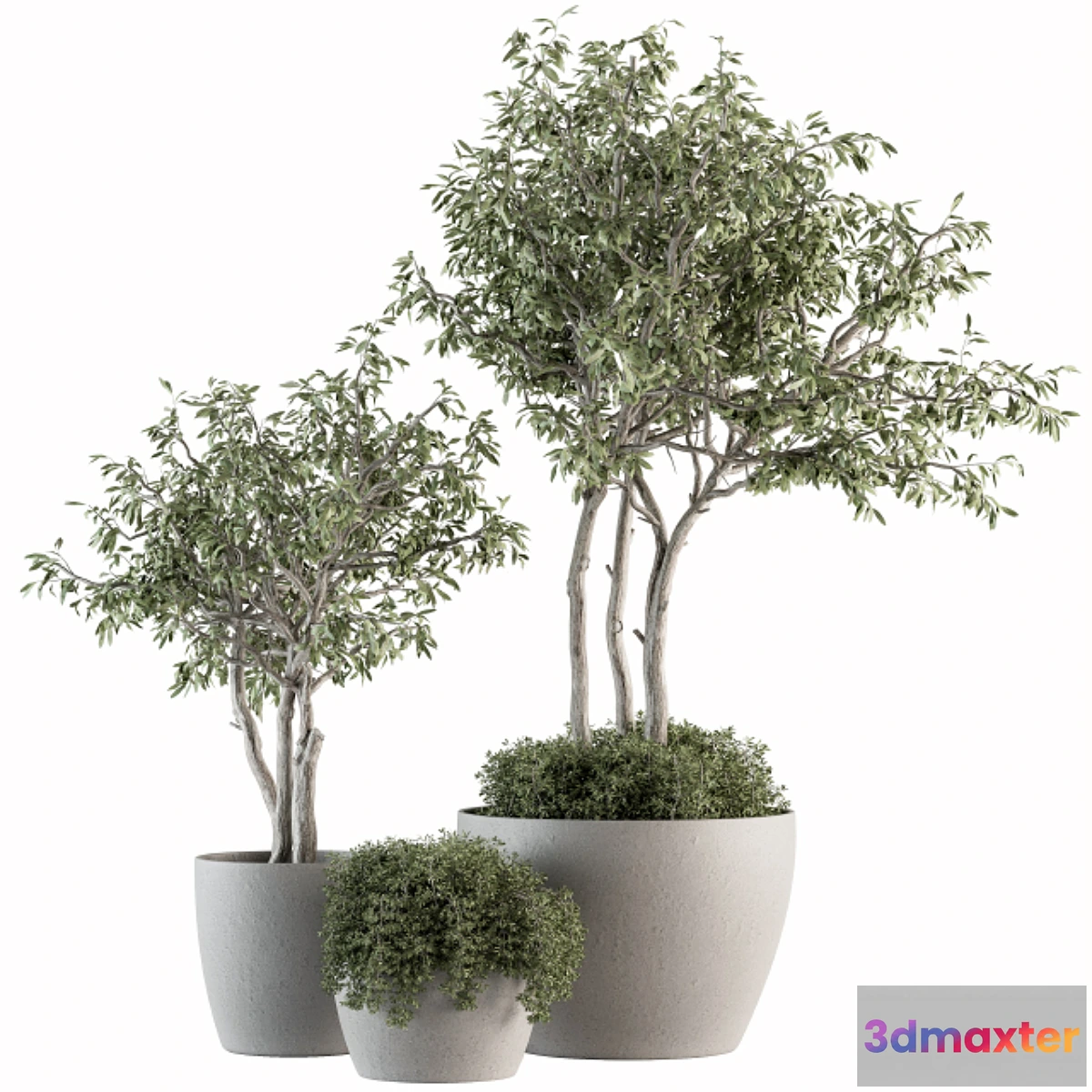 618431 - Outdoor Plant Set 182 - Tree Plant in Pot