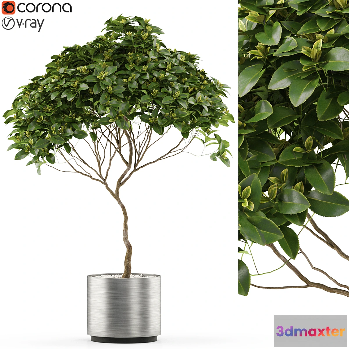 618439 - Plants collection 503