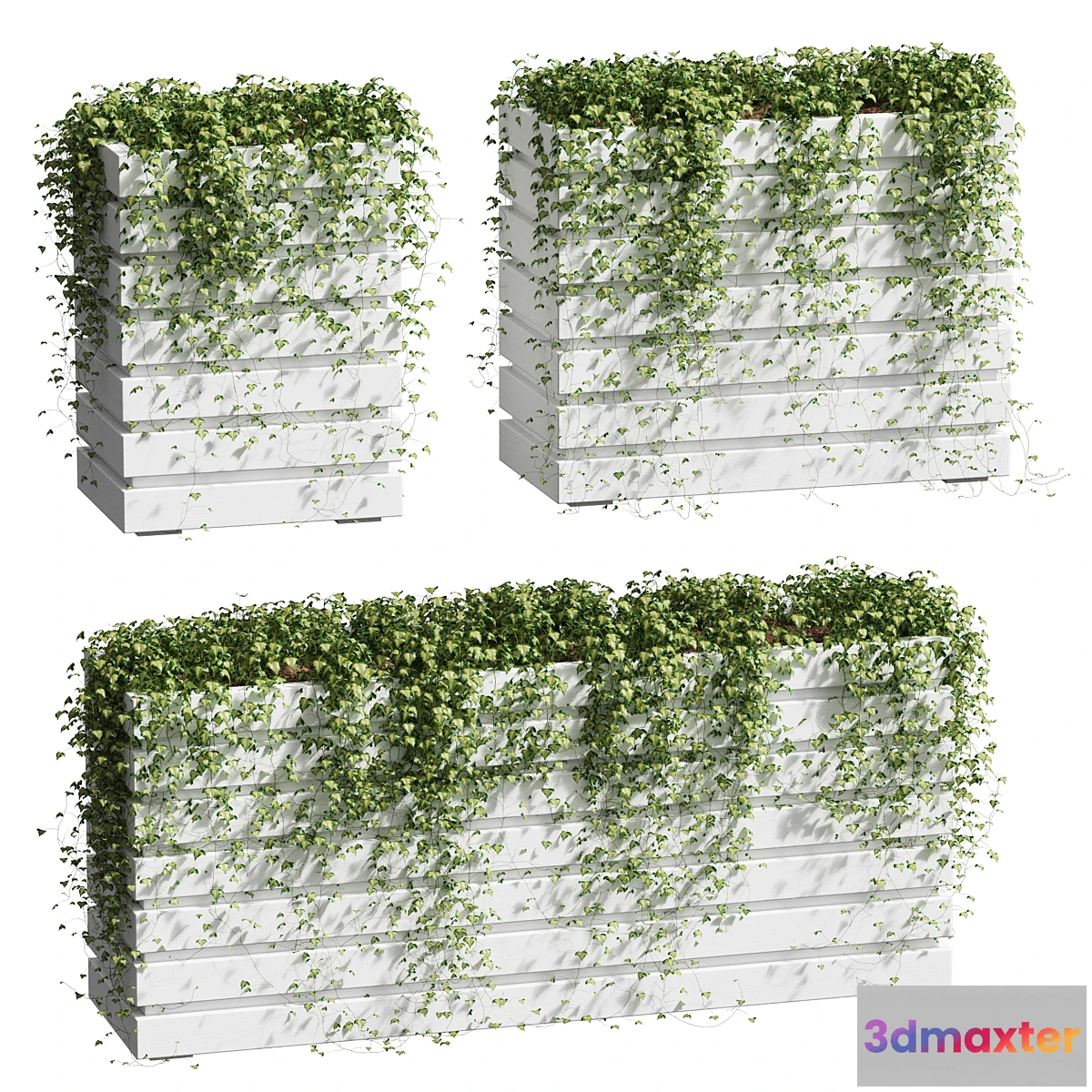 618655 - Ivy in tubs. 3 models