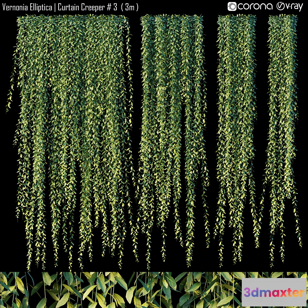 618657 - Vernonia Elliptica  Curtain Creeper # 3 (3m)