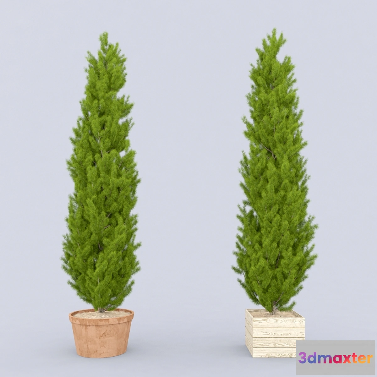 636165 - Thuja_plicata_002