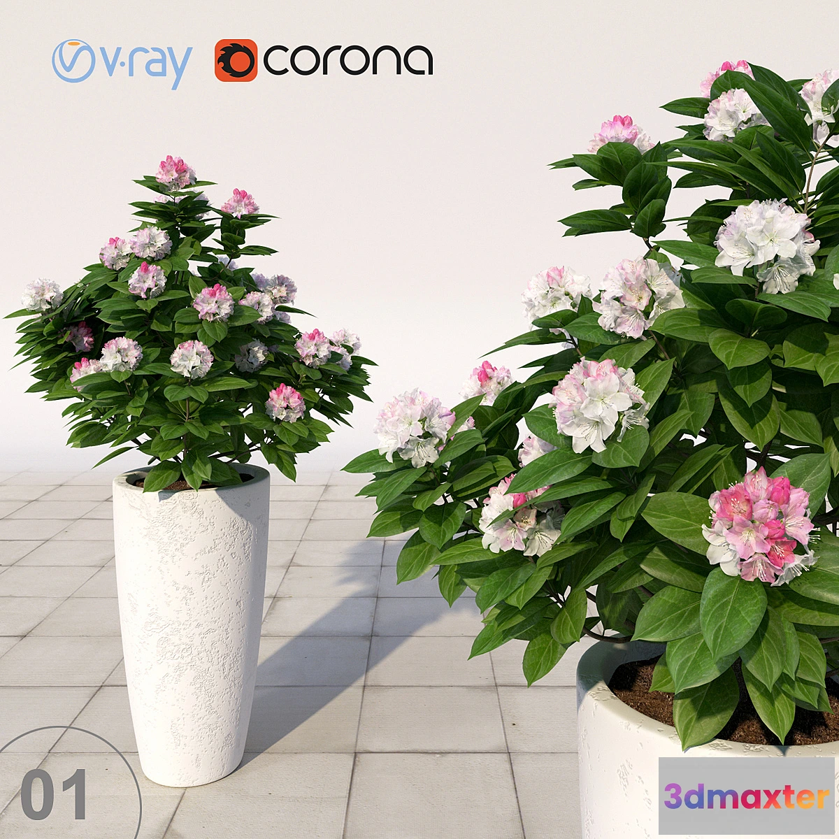 636553 - 01 Rhododendron blossoming _ Rhododendron